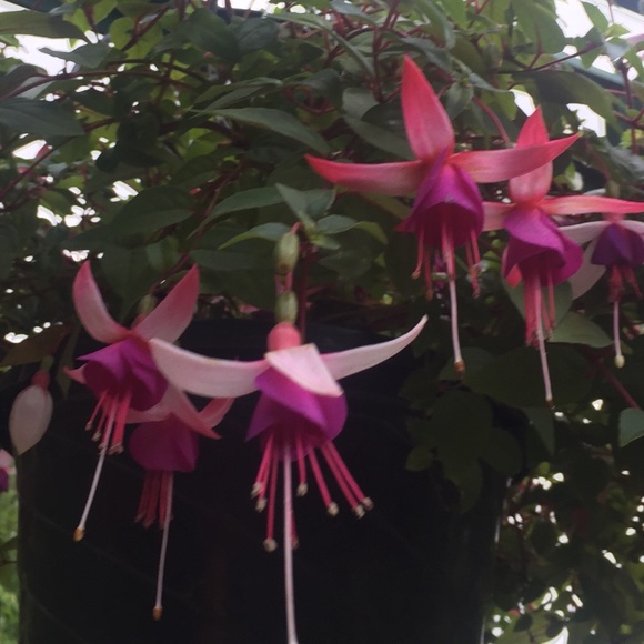 Meet your Posher, Lisa - Picture 1 of 1